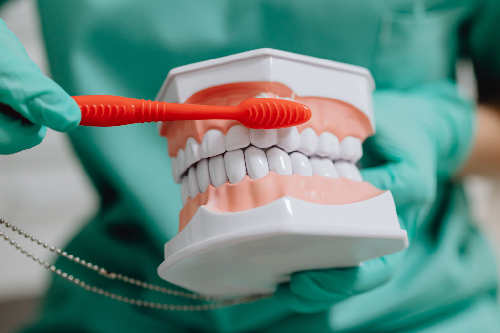 Zobozdravnica na plastičnemu modelu čeljusti prikazuje pravilno ščetkanje zob
